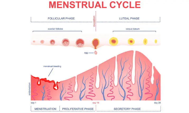 Siklus Menstruasi Umumnya Yang Normal Bagi Wanita